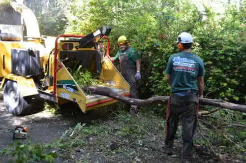 tree services Palmona Park